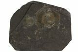 Dactylioceras Ammonite Cluster - Posidonia Shale, Germany #100264-1